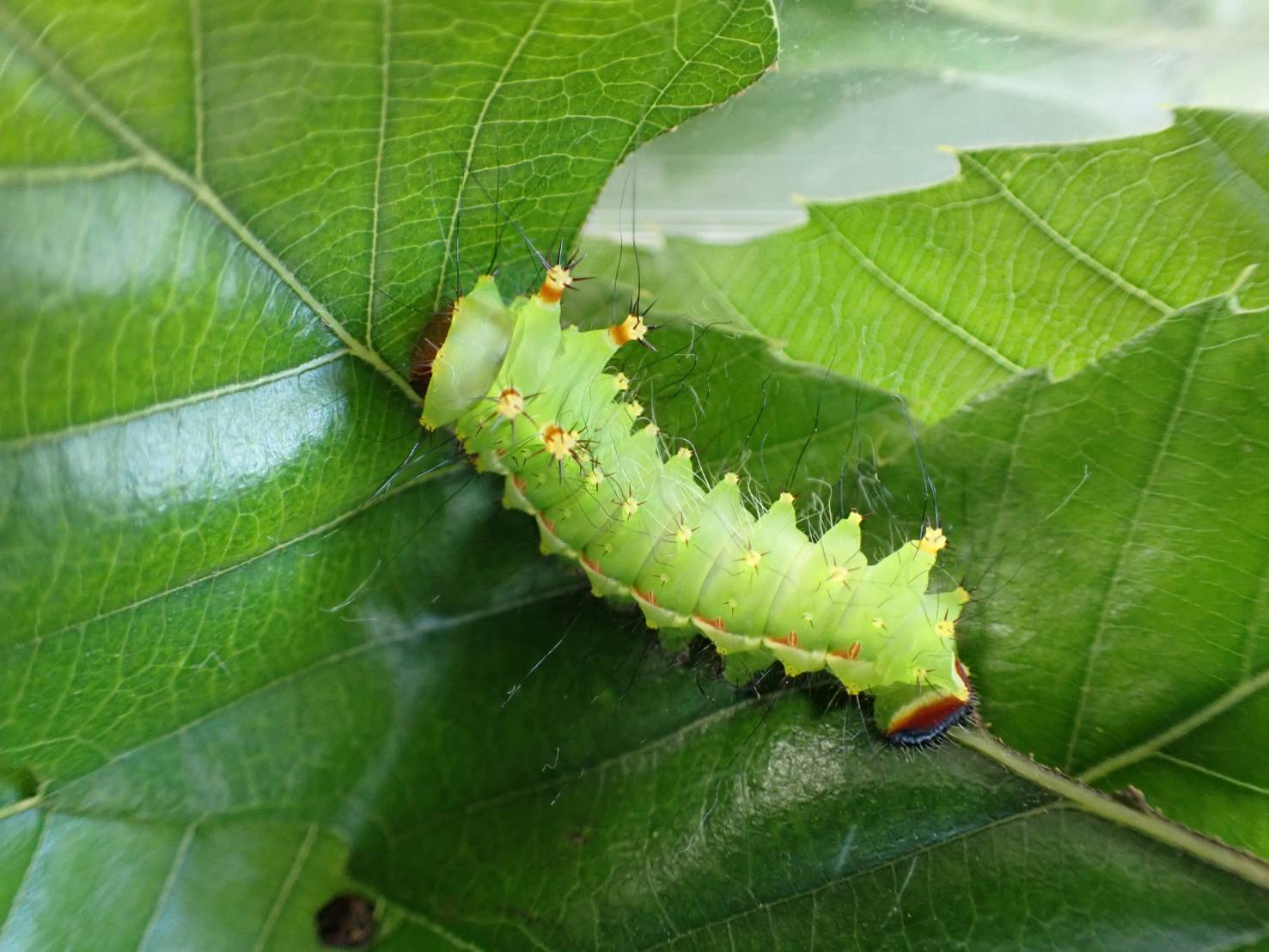 オオミズアオの幼虫