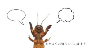 おたより募集中、昆虫食TAKEO、浅草本店、感想、質問